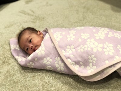 コットンジャカード織 五重ガーゼハーフケット 約100×140cm パープル色 FNG-008 [3241]