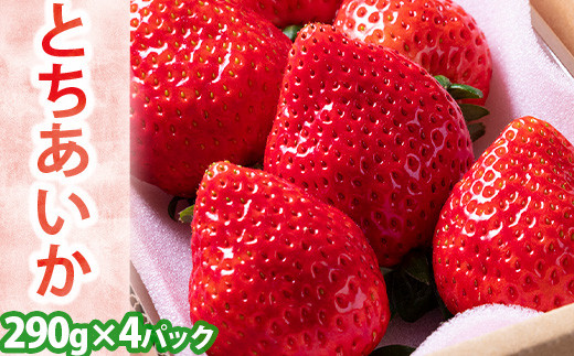いちご とちあいか 平積み 約290g×4パック | 新品種完熟 果物 苺 イチゴ フルーツ くだもの もぎたて 栃木県 壬生町 ※2026年11月～発送