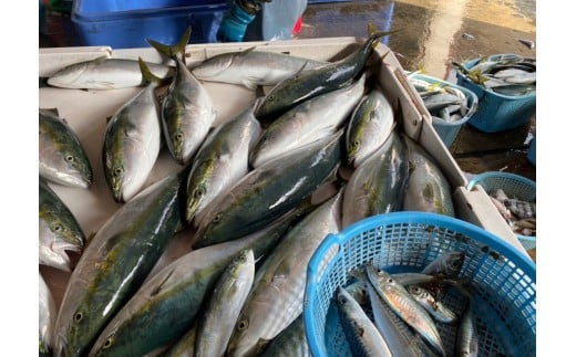 粟島の天然ものが大量に水揚げされます。