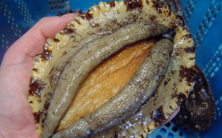 淡路島産天然アワビ（赤）大サイズ1個