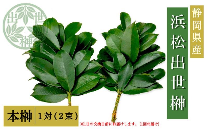 
            榊 浜松出世榊 本榊 純国産 1対（2束）※1日交換に間に合うように配送 国内産 日持ち 大きい 艶やか 肥料のみ使用 農薬不使用 浜松市 静岡県 [№5360-0499]
          