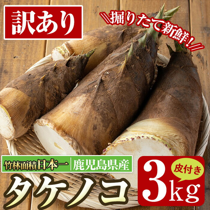 【ふるさと納税】≪数量限定！先行予約受付中！2026年4月上旬～4月中旬の間に発送予定≫【訳あり】鹿児島県出水市産！タケノコ＜皮付き3kg＞ たけのこ 筍 タケノコ 国産 皮付き 訳アリ 野菜 旬 新鮮 採りたて 煮物 味噌汁 炊き込みご飯 【シンタク】