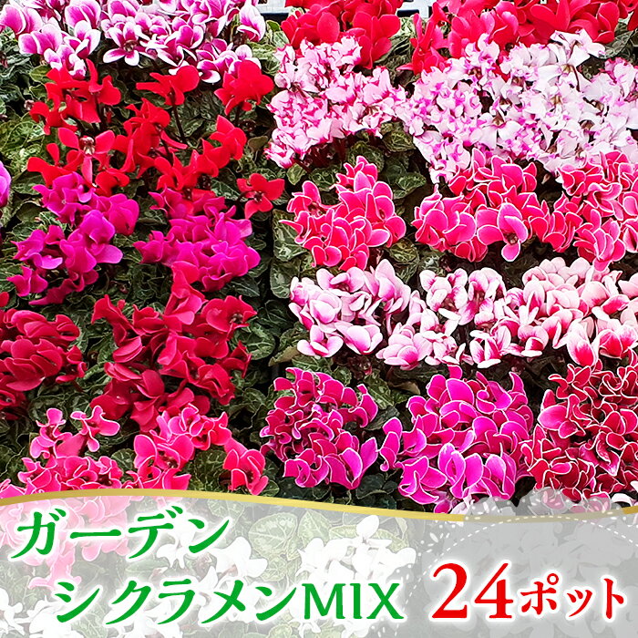 【ふるさと納税】2101ガーデンシクラメンMIX(24ポット)
