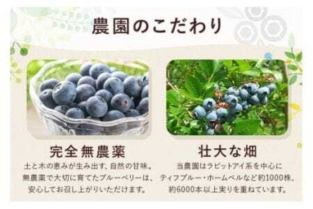 【 2026年 先行予約 】元気に育った ブルーベリー 1.2kg 生 ( 300g 4パック ) 農薬 栽培期間中 不使用 果物 フルーツ 新鮮 1.2キロ 手摘み 国産 産地直送 農家直送 産直 
