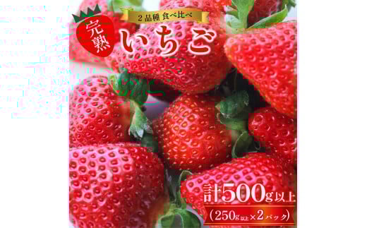 訳あり 果物 いちご 食べ比べ 2品種 セット 計500g (250g×2パック)  完熟 苺 おいCベリー スターナイト ほしうらら やよいひめ さつまおとめ ストロベリー ケーキ アイス ジェラート ジュース ジャム 洋菓子 和菓子 お菓子 おやつ フルーツサンド フルーツ大福 苺大福 不揃い 規格外 家庭用 人気 オススメ お取り寄せ グルメ 徳島県 阿波市 よつぼし農園