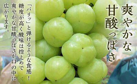 ぶどう 2024年 先行予約 瀬戸 ジャイアンツ 2房（1房480g以上） ブドウ 葡萄  岡山県産 国産 フルーツ 果物 ギフト[No.5220-0715]