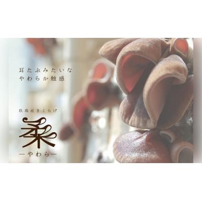 ふるさと納税 玖珠町 きくらげピクルス(4種)と乾燥きくらげのセット |  | 02