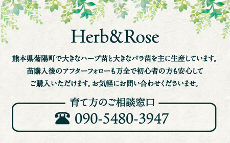 ワイン用ブドウ苗(シラー シラーズ)6号鉢入り 2~3年生 大苗 樹高50cm前後 苗 苗木 BHCQ008