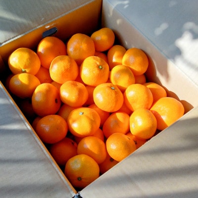 【甘みが濃縮されたみかん】愛媛で育った夕やけみかん【極】3kg×2箱(小玉)【D49−11】【1243467】
