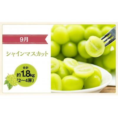 ふるさと納税 中央市 【発送月固定定期便】山梨県産 フルーツ【桃&シャインマスカット&キウイフルーツ】全3回 |  | 02