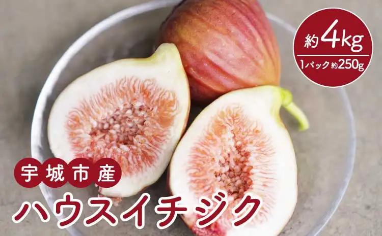 イチジク ハウスイチジク 約4kg（約250g×16パック） 【合同会社宝Farm】【2026年5月下旬〜8月下旬頃順次発送予定】※離島配送不可 宇城市産イチジク 国産イチジク 熊本県産イチジク