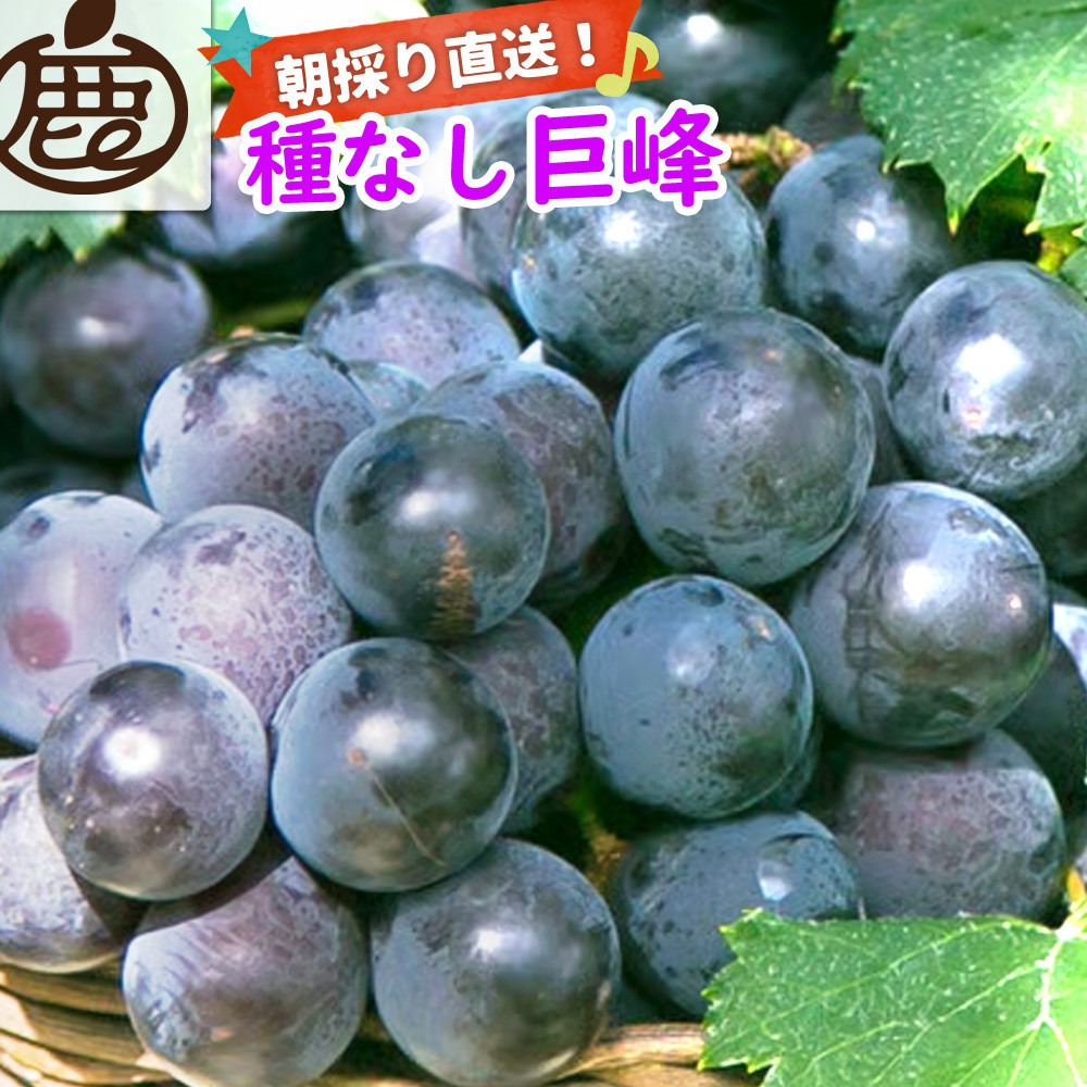 ［先行予約］巨峰 約3kg［朝採り］［葡萄・ぶどう］［種なしブドウ］［フルーツ・果物］［2026年8月下旬頃から順次発送］CZ177