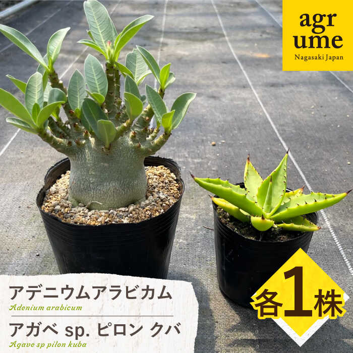 【ふるさと納税】アデニウム アラビカム ＆ アガベ sp. ピロン クバ 各1株 Adenium arabicum ＆ Agave sp pilon kuba 長与町/アグリューム[EAI208]