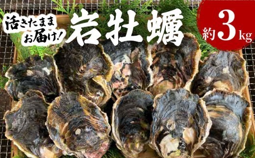 
                  S002-019A_岩牡蠣　約3kg　約3人前【先行受付】
                