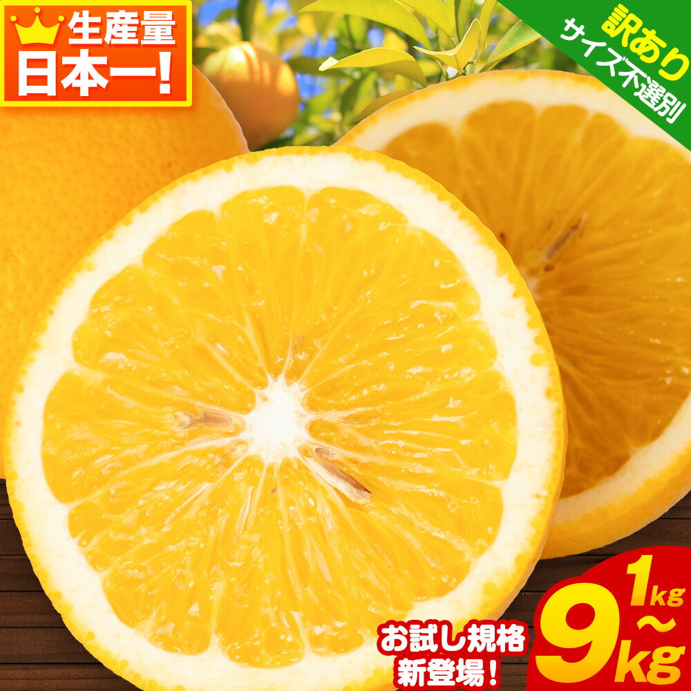【ふるさと納税】見た目は訳あり中身は変わらぬ美味しさ 訳あり はっさく 約1kg 約4kg 約9kg (4L~Sサイズ サイズ不選別) 早生・晩生指定不可【楽天限定】《2月上旬-3月中旬に出荷予定(土日祝除く)》紀の川市 みかん 八朔 柑橘 果物 フルーツ ご家庭用 ビタミンC