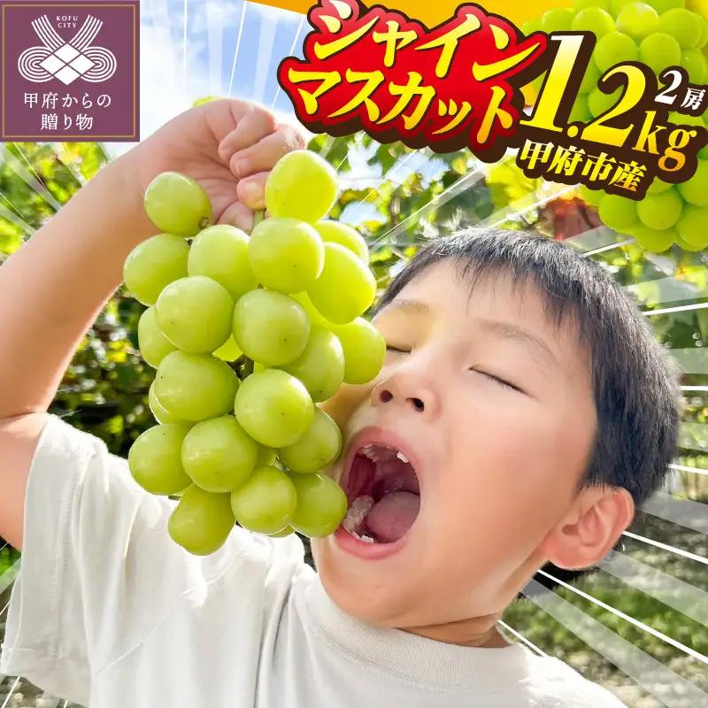 〈2026年度配送分〉山梨県甲府市産シャインマスカット 2房（約1.2kg）D