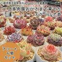 【ふるさと納税】【多肉植物】エケベリア苗アソート6個セット