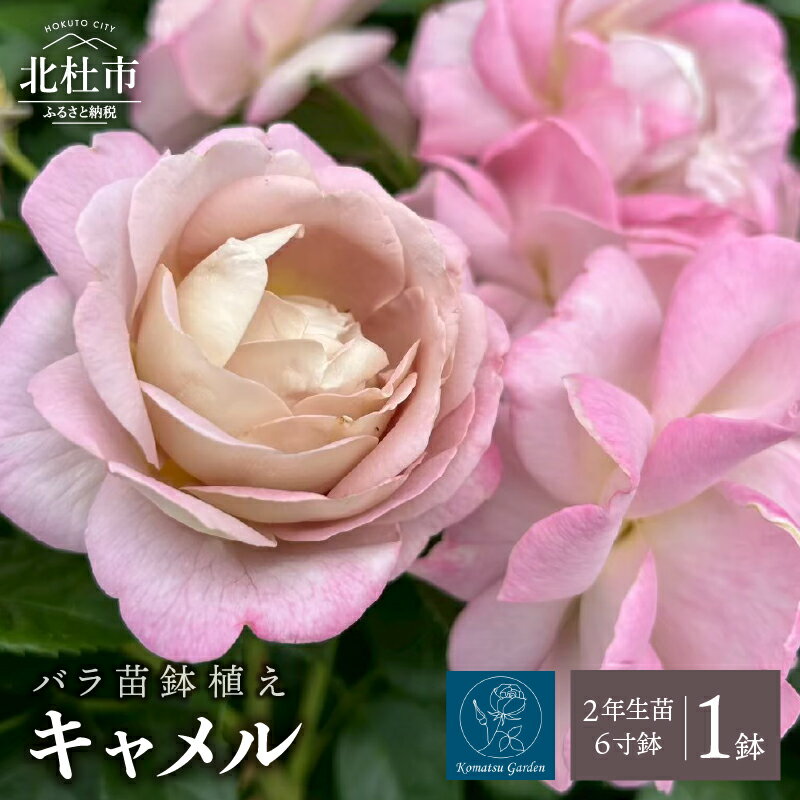 【ふるさと納税】 バラ 苗 1鉢 鉢植え 花 キャメル ノイバラ台木 四季咲き 微香 6寸鉢 2年生苗 ガーデニング 初心者 母の日 父の日 誕生日 卒入学祝 新築祝い 記念樹 育て方ガイド How to 冊子 コマツガーデン 送料無料