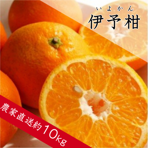 359.伊予柑（約10kg）(A359-1)