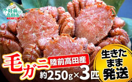 ＜濃厚＞三陸産活毛ガニ約250g×3匹 かに 蟹 毛ガニ 新鮮