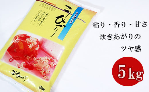 ≪令和6年産≫ 新米 岐阜 コシヒカリ 約5kg