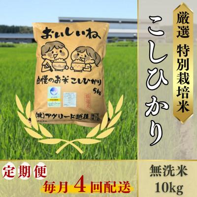 ふるさと納税 柏崎市 【毎月定期便】無洗米コシヒカリ10kg◆大粒厳選◆厳選特別栽培米全4回