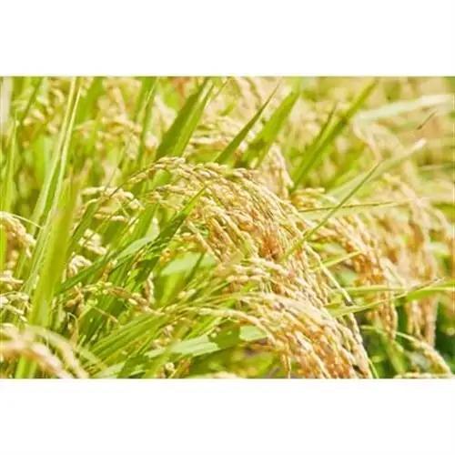 《先行予約》令和8年産　山形県産　つや姫　玄米　10kg(5kg×2)_ 玄米 米 こめ コメ   つや姫 米 _【1208104】