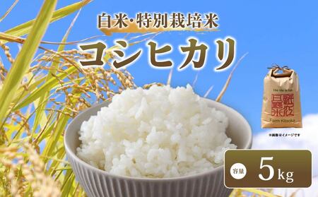 コシヒカリ 5kg 令和8年産 米 白米 コシヒカリ 滋賀県