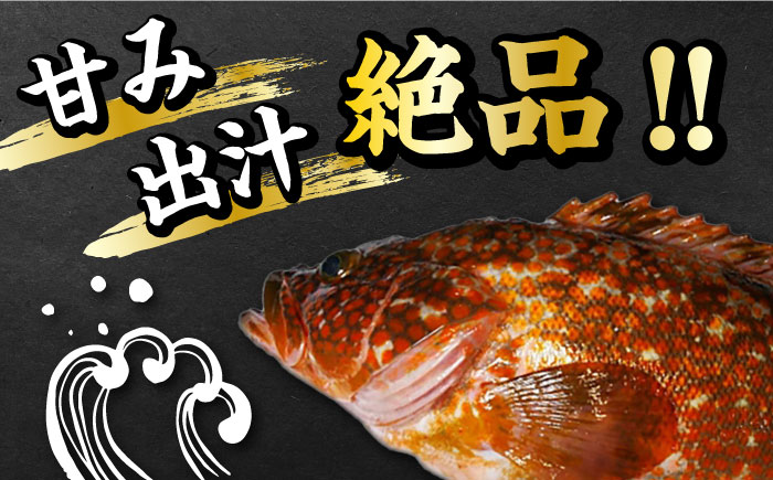 【 対馬産 】 アコウ （ キジハタ ） 鍋 セット 500g 《対馬市》【石川水産】 水炊き 高級 鮮度抜群 海鮮 [WAB002]