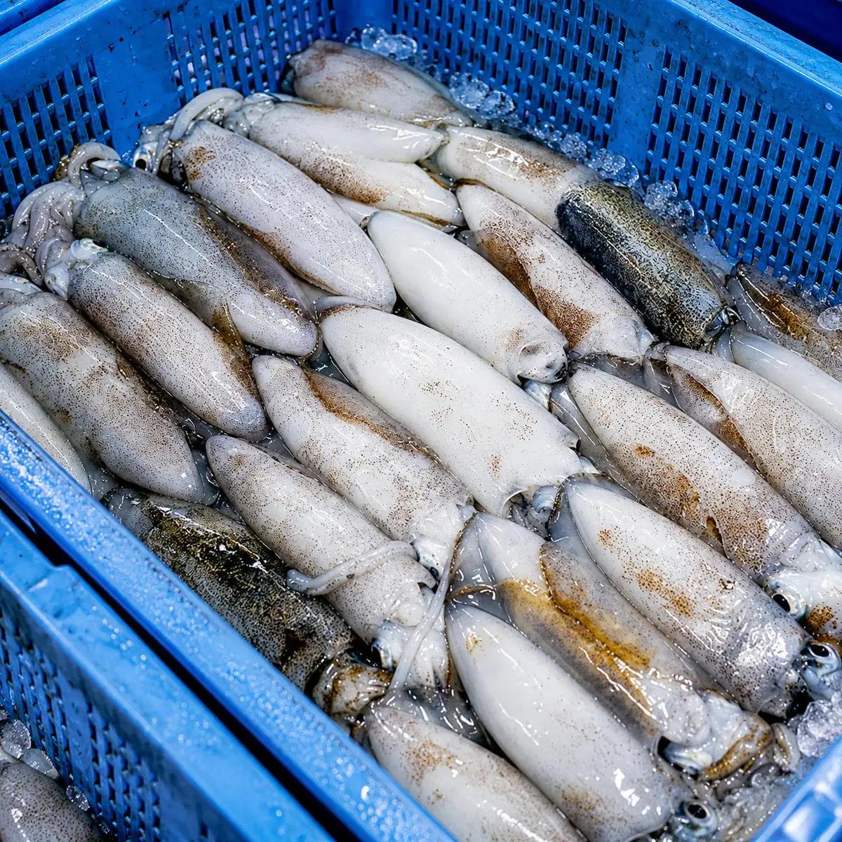 干物 スルメイカ いか 一夜干し 特大 3枚 干物