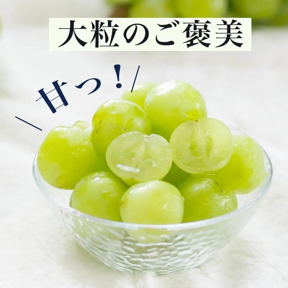 2027年 先行予約 桃太郎ぶどう 2房（1房480g以上）化粧箱入り 岡山県産 ぶどう ギフト
