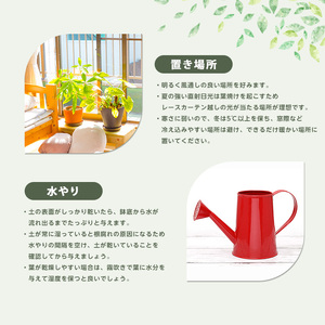 観葉植物 ベンガルボダイジュ フィッカス ベンガレンシス 60cm～80cm Green Base IB003-047 観葉植物 観葉植物
