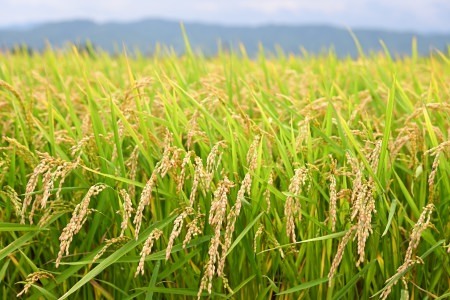 北海道奈井江町　特別栽培米　ゆめぴりか　15kg
