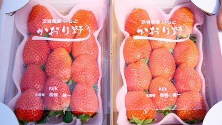 【 2026年1月上旬発送開始 】 完熟 かおり野 260g×4P 国産 いちご イチゴ 苺 果物 フルーツ 茨城県産 KEK [BC032sa]