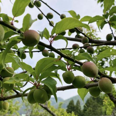 ふるさと納税 若狭町 福井県若狭町　Japanese apricot sparkling wine　750ml |  | 01