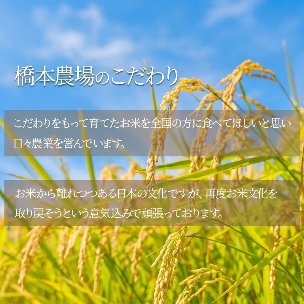 先行予約 令和8年産 新潟県上越市産 虹のきらめき5kg 米 にじのきらめき ご飯 精米 お米 新潟 橋本農場