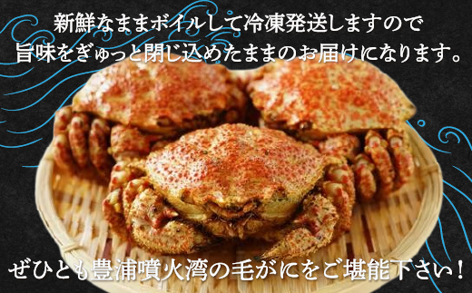 【令和7年度発送先行予約】【地元現役漁師が厳選！！】ボイル・毛ガニ3尾（1尾300～400g）北海道 豊浦 噴火湾 TYUR008