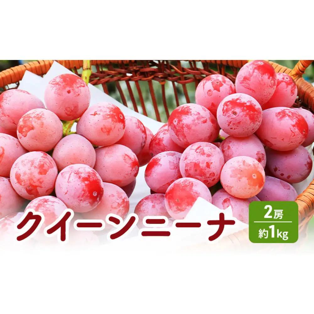 タマファーム　長野市産 クイーンニーナ 【秀品】2房  |ぶどう 葡萄 フルーツ 果物