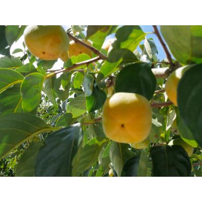 ふるさと納税 橋本市 【先行受付】橋本市産　たねなし柿　2kg　(家庭用　訳あり)