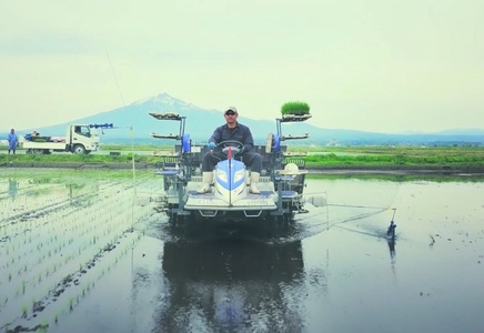 青天の霹靂 (特別栽培米) 白米10kg 令和5年産 青森県産米 [お申込み後に精米]｜2023年産 新米 つがる市 お米 米 こめ へきれき [0362]