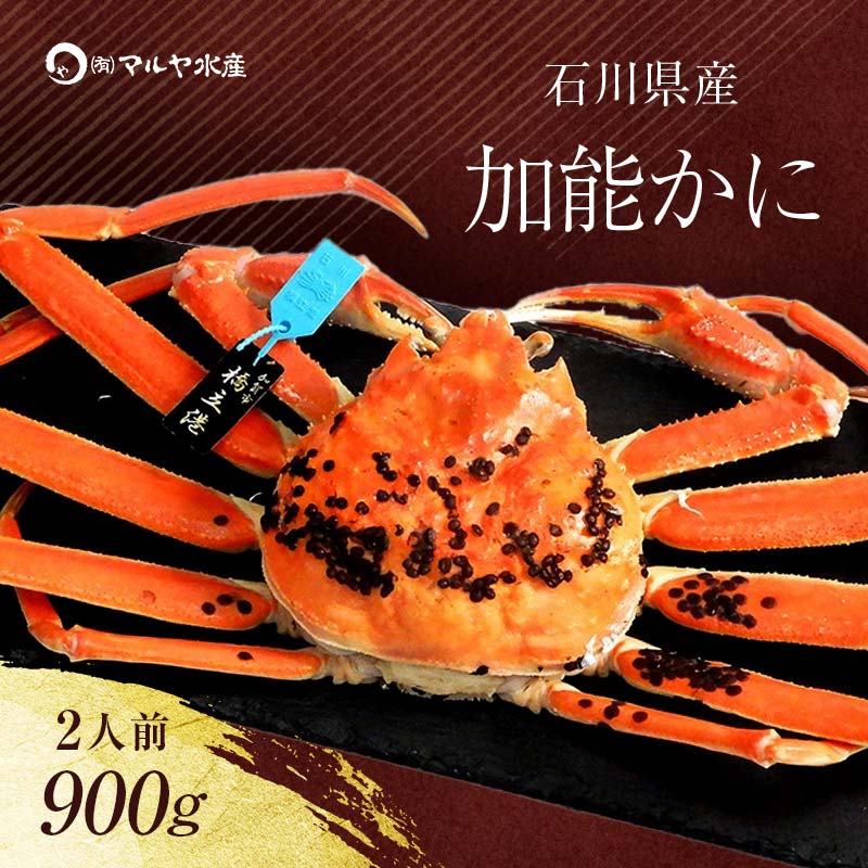 【ふるさと納税】＼時期が選べる／【先行予約】【冷蔵発送】石川県産 加能かに ズワイガニ ( 産地証明タグ付 ) 茹で上げ前重量 約900g 1匹 特大サイズ ブランド蟹 ボイル 茹で 蟹 かに グルメ 海産物 贈り物 復興 震災 コロナ 能登半島地震復興支援 北陸新幹線 F6P-0680