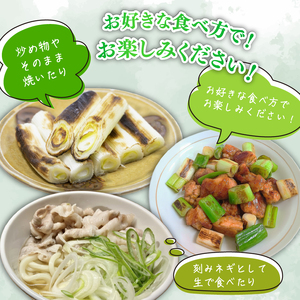 京都府産 一休ねぎ 2kg 白ネギ 白葱 葱 【 ねぎ 】