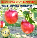 【ふるさと納税】【011-87】令和7年11月以降発送　幻のりんご　あいかの香り　約3キロ　信州が生んだりんごです（りんご・リンゴ・林檎）長野県　伊那市　あいかの香り　3キロ　3kg　与古美