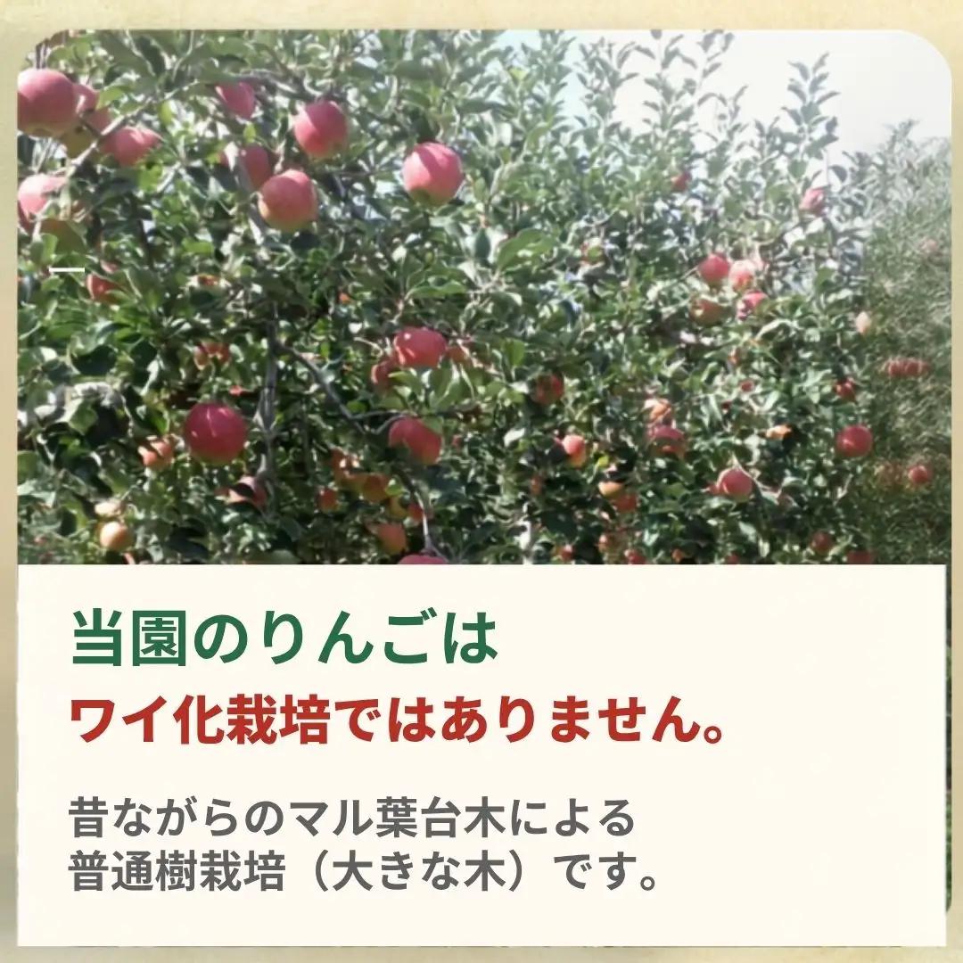 しなのスイート 家庭用 約3kg| りんご りんご