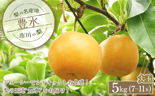 市川の梨　豊水　大玉　約5kg（7～11玉）　【12203-0500】