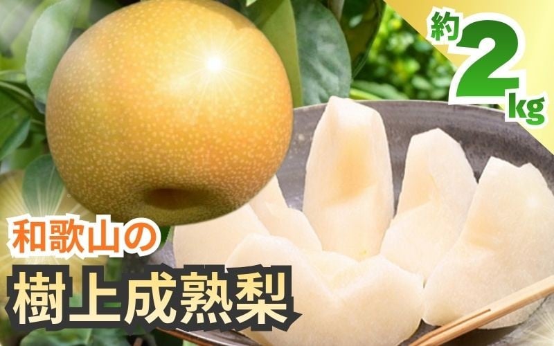 
            和歌山の樹上成熟梨 約2kg（6～8玉） ※2026年8月上旬～9月下旬頃発送予定| 先行予約 果物 フルーツ 甘い【MS103】【ard816A】
          