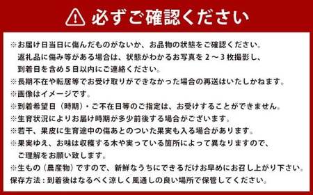 アールスメロン2玉入り 化粧箱入り【2026年12月上旬発送開始】 アールスメロン メロン 2玉 フルーツ 熊本県産 国産 くだもの 果物 果実 果肉 化粧箱