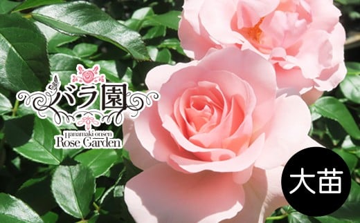 
            花巻温泉バラ園 オリジナル品種「オリンピアローズ2020」　【2283】
          