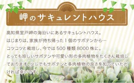 多肉植物の小苗３０本セット（３０種類アソート）多肉植物 植物 多肉植物セット インテリア ギフト _sh016