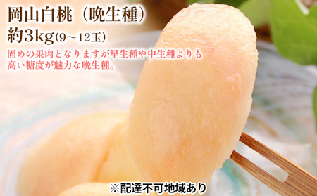 桃 2026年 先行予約 白桃 晩生種 3kg 9～12玉 岡山 固め